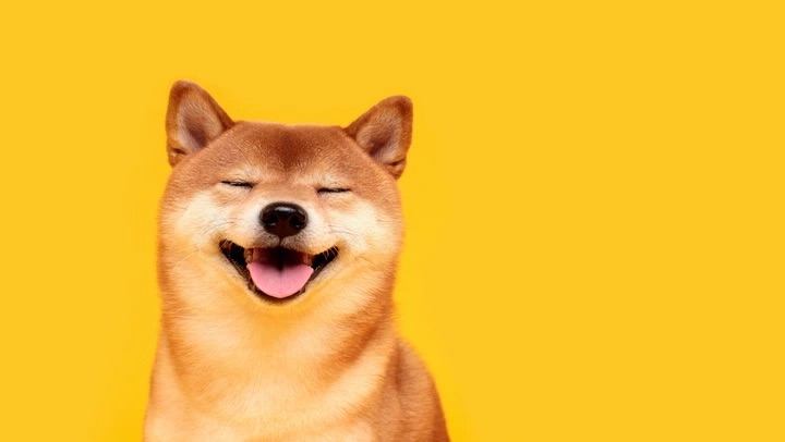 Shiba Inu Smiling